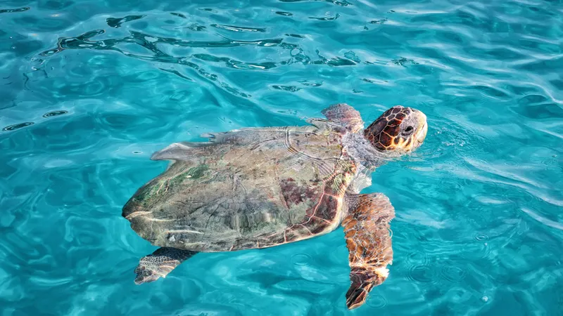 Mizithres Sunset Cruise Zakynthos | Turtle Spotting Tour