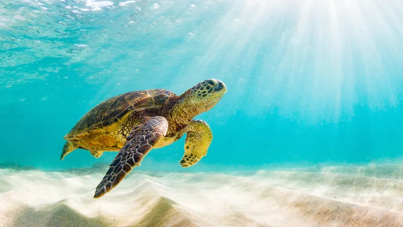 Turtle Spotting Tour with local guides brothers Dimitri & Pantelis in Zakynthos Marine Park